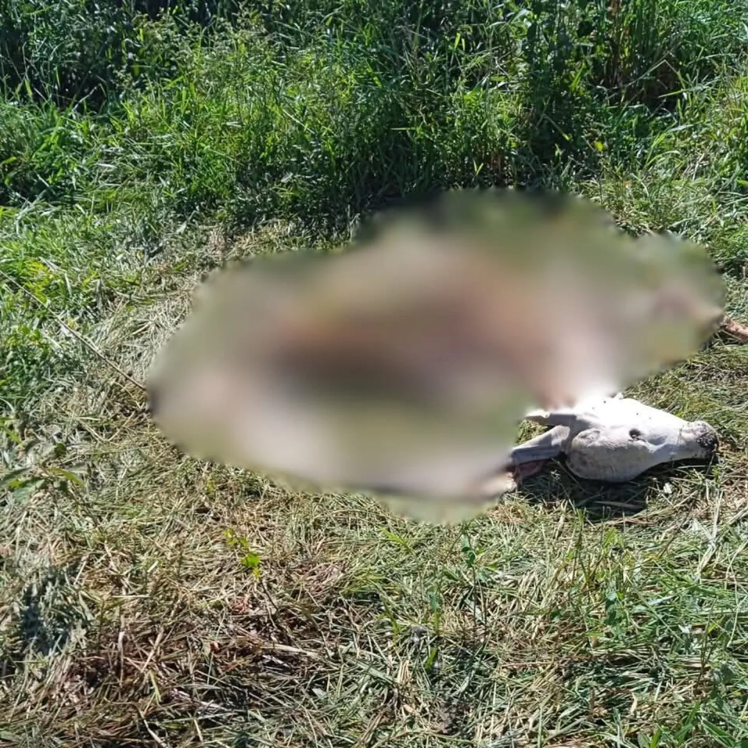 Robo de ganados: un fragelo para el departamento de Concepción.